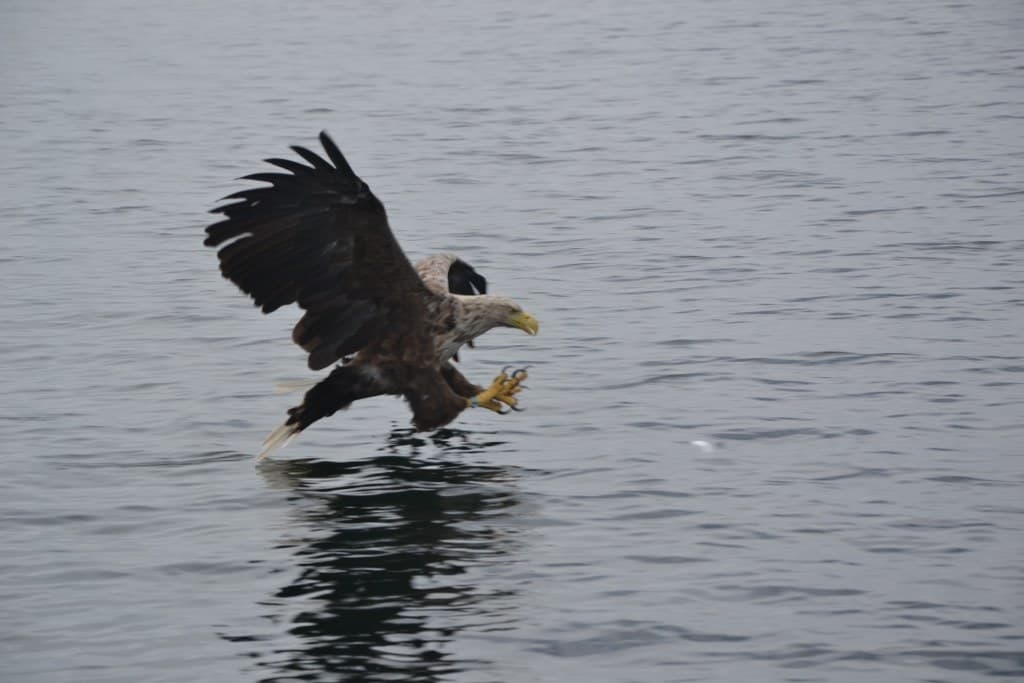 Ein Seeadler greift einen Fisch aus dem Wasser