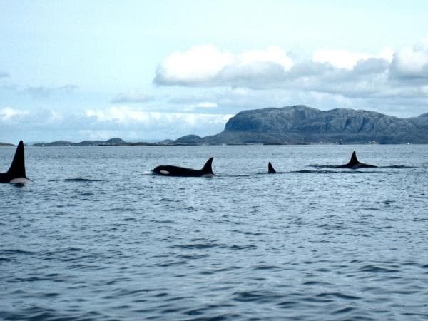 Eine Gruppe Orcas schwimmt vor Garten